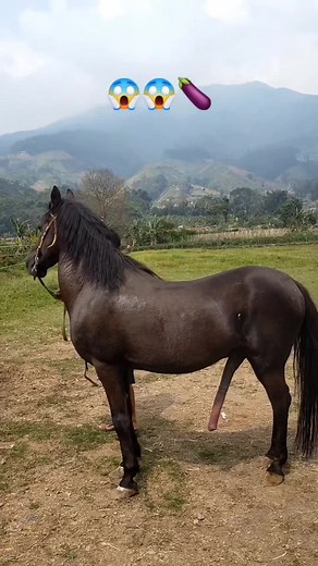 big black young stallion chases in heat #horse #mare #stallion #blackhorse #equine