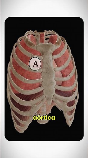 Focos de auscultación 🫀. #medicina
