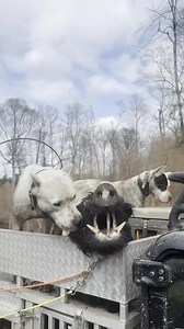 804K views · 18K reactions | Always in the black water and mud. Romans 3:23 | Dogo Breeders - Circle S Kennels | Facebook