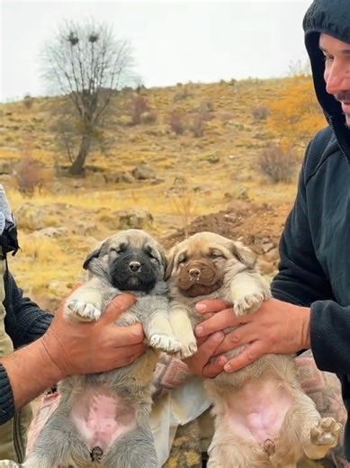 Pala Dayı'nın Efsane Kangal Köpekleri