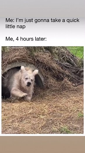1.2M views · 18K reactions | #napping #bearsofinstagram #Hibernation #sleep #funnyvideo #funnyreels #toofunnynottoshare | Too Funny not to Share | Facebook
