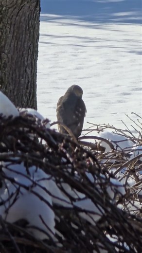 Cooper's hawk patiently hunting my bird feeder. #birds #animals