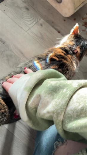 The relationship my cats have