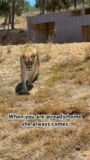SHE IS SO SWEET, Right ? LITTLE LION 😍 #shorts