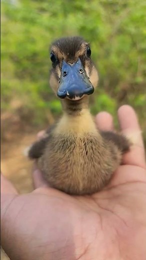 Baby Duck Crying in My Hand – So Cute and Tiny 🐥💛 #babyspoon #duck #birds