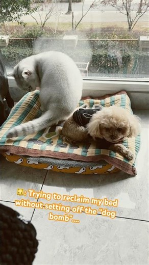 🐱: That‘s My House.🐶: Our House.😼#catvsdog #catshorts