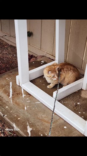 it rained the other day and mama took.me outside so I could play in it a bit. First time i got to go without my harness and we played chase, second time she made me wear it. she gave me a box to play in, I snuggled in my favorite fort, and then at her feet with big purrs. #hiro #Hirothecat #fipcured #survivor #FIPLegend #curedtwoyears #fipsurvivor #fipcats #fipcatsoftiktok #rain #raininthedesert #blanketfort #Paisleyblanketfort #hiroandmama #hiroandmamatime