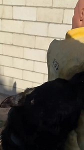 Part 2 - Robo vs Century Bob, but this time base is filled with water. Tricep bite (close) , send with a little distance, and control work with guard/sit/down, spread’em into angled guards, and close bicep bite. #centuryBob | Fred Hassen