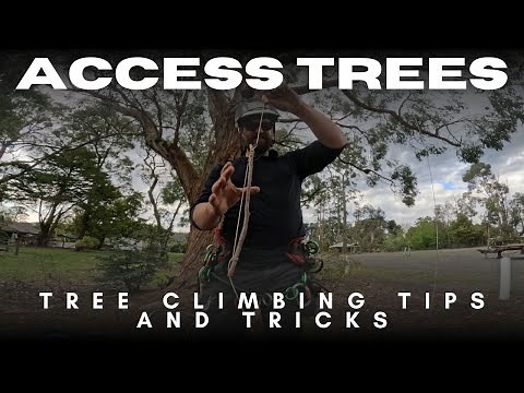 Climb with Confidence: Essential Tree Access & Safety Techniques