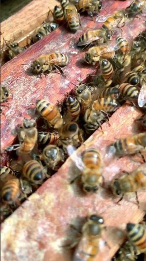 The Role of Worker Bees in a Beehive | Honey Bee Colony Life 🍯