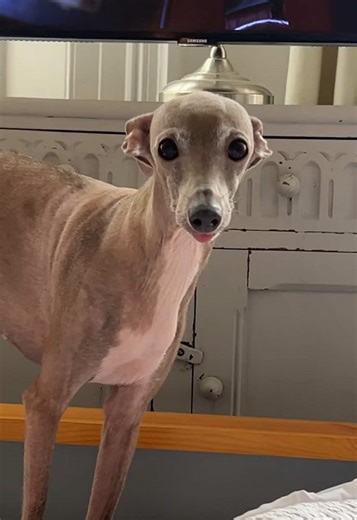 Yes it’s Firefly the girls and I are on our bi annual watch through 😍 RIP gone before your time 💔 #firefly #italiangreyhound #dog #iggy