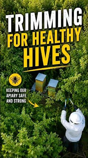 Our apiary is becoming overgrown with trees 🌲🌳