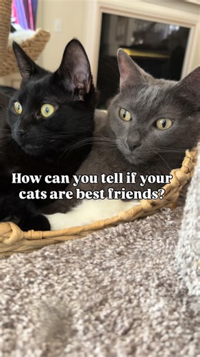 57K views · 240 reactions | Are your cats best friends? ❤️ Or do they just tolerate each other?  #cat #bestfriend #catfacts #catlife #purrfect #kitty #furfamily #catmom #igkitty #cats #catreels #meow #catsofinstagram #ilovecats #catdad #pets #catlovers #happycat #catbehavior #catsleeping #catsleepingpositions #housecat #meow | The Cat Crew | Facebook