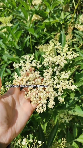 Elderflower Foraging: Discovering the Boon of the Elder Tree