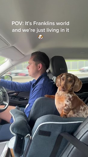 Franklins world 🐶 | Link to Franklins car seat is in my TikTok Bio 🔗 #dogsoftiktok #dogmomlife #dogtok #tiktokdogs #minaturedachshund #dogmom #dachshundsoftiktok #petsoftiktok #puppytiktoktrends #pets #weineedog #adorablepuppies #mydog #dachshund #dogs #funnytiktok #dachshundpuppies #dogtiktok #puppy #fyp #viral #foryoupage