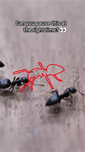 29K views · 59 reactions | How good are your reflexes? Catch the ant  | Hungry Panda | Facebook
