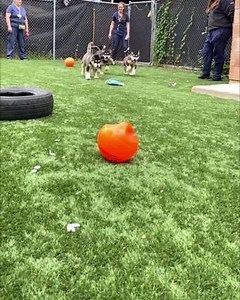 31 reactions · 14 shares | MORE PUPPIES! How CUTE is this slow-mo video of the husky pups playing in our outdoor play area? We still have 5 available for adoption, so get applying! We don't expect these cuties to be available too much longer. Learn more about them here: https://kwsphumane.ca/adopt/dogs | Stratford Perth Humane Society | Facebook