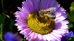 Western Honey Bee or European Honey Bee on flower. Her Latin name is Apis mellifera.
