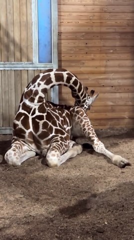 Giraffe sleeps in an unusual and peaceful pose