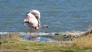 Flamingos (Phoenicopteridae family) feed in the shallow lake located on the south west of Bolivia