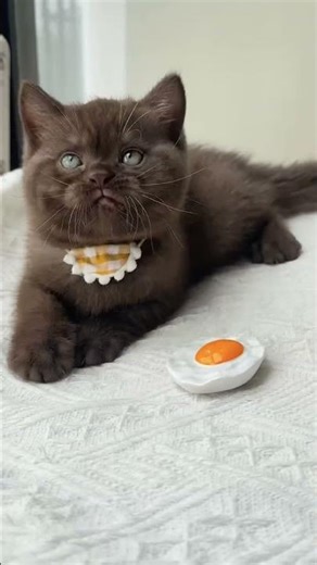 Playful Chocolate Kittens Compilation 😻 #kittenmeowz