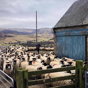 SHEEP MANAGEMENT PROGRAMS ON A GROUSE MOORS At Millden the Head Keeper runs two Sheep Management programs. “We have 1,000 plus breeding ewes on the south side of the Estate” explains Ali Brown. “We lamb from the beginning of April, so our ewes and lambs can go to the hill on for the 20th of May.” “They are gathered every 8 weeks and they stay out till mid October until they are brought in for tupping time.” The north side program is a mixture between 1,000 newly bought in ewe hoggs and 1,300 hea