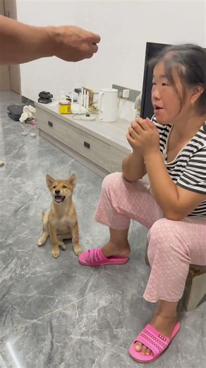 This method is really effective, the puppy can be trained to bark in just one minute.#cute #puppy