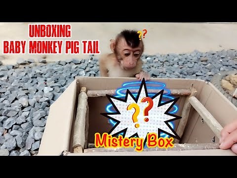 Unboxing Mistery Box || Unboxing Baby Monkey Pig Tail || Unboxing Bayi Beruk || monkey mocci