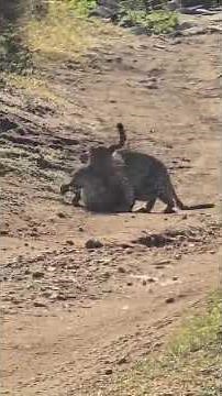 Leopard Vs Cheetah in the Maasai Mara
