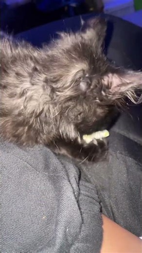 Cute Kitten Eating Popcorn#kitten #cat #popcorn #cuteanimals