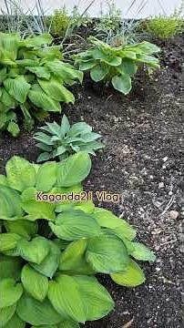 Hostas Plants