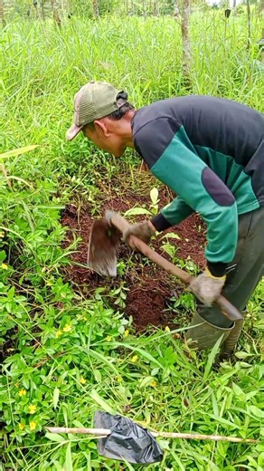 Javanese method of coffee tree maintenance. #petanimilenial #petanikopi #agriculture