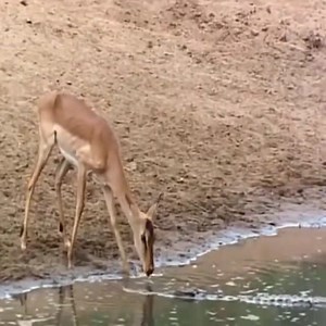 13K views · 393 reactions | Crocodile hunting skills-Crocodile ambushes to hunt....…  Join our group : Animals Life | Survival Animal | Facebook