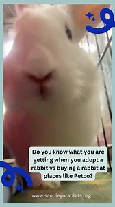 30 reactions · 13 comments | Call to Action: Tell Petco to stop selling rabbits. Adopt don’t shop. The rabbits need your help. Learn more here: https://rabbit.org/activism/. @rabbitdotorg #sandiegorabbits #bunnies #adoptdontshop #boycottpetco | San Diego House Rabbit Society, Inc | Facebook