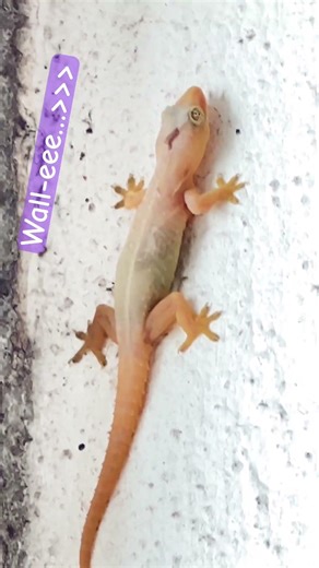 House Gecko the “Wall-eee” #gecko