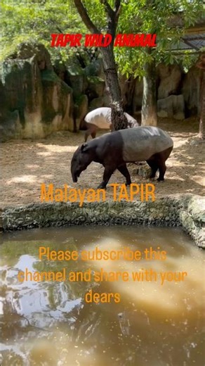 #tapir /malayan tapir/pig like animal/long snouted animal in safari world,Bangkok