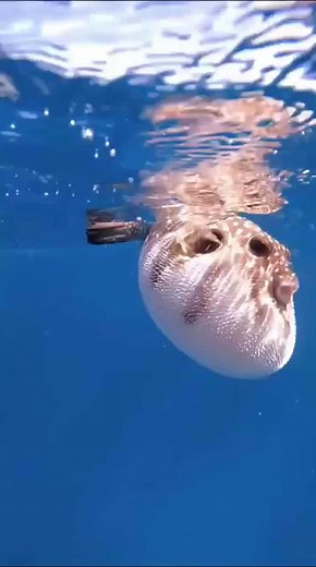 17K views · 740 reactions | Intoxicating This is partly why dolphins don't mind getting high on the puffer fish venom, the other reason is obvious it's their usual ocean #diving #ocean #oceanlife #oceankingdom | Ocean Kingdom | Facebook