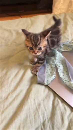 🐱 Tiny Kitten vs Giant Laptop – Cutest Adventure Ever! 😻