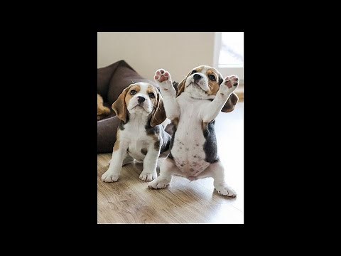 Funny Dogs Dancing - Try Not To Laugh!