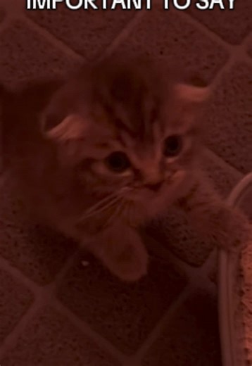 Chowder's Important Message for Cat Lovers