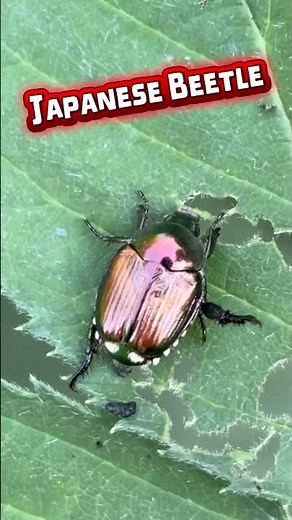 Japanese Beetle Creature Report! # #nature #wildlife #beetle #bugs #herping #animals #insects