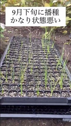 玉ねぎの苗作り 生育状況 液肥を追肥