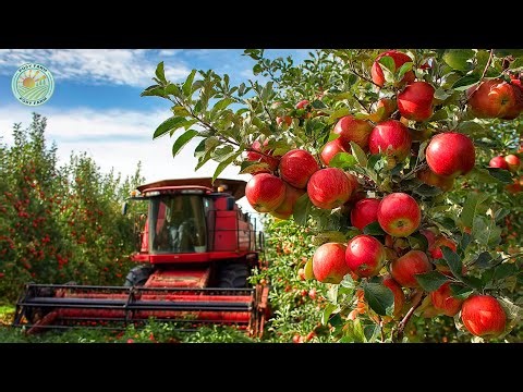 Chinese Farmers Harvest Millions Of Tons Of Fuji Apples This Way | Farming Documentary