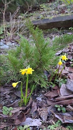 Harbingers of Spring