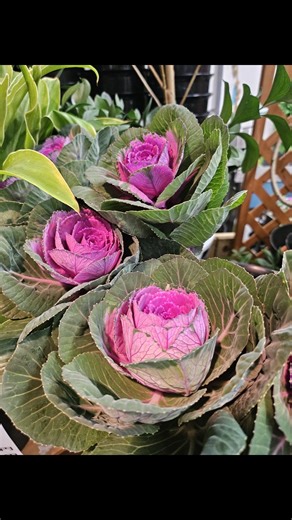 フラワーショップマルイチ白石店 | 【入荷＆松競りについて！】 今日は入荷日‼️ たくさんの種類が入りました😊m(*_ _)m 充実☝(☞＾Å＾)☞ 本日は松も仕入れましたよ！これから展開日まで箱に詰めて保管します！展開は22日頃を予定しています✨✨ﾏﾂ(ง ˙˘˙ )วﾏﾂ 年末近し‼️👏... | Instagram