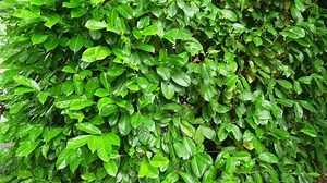 Hedge Leaves Natural Hedge Leaves Prunus Stock Footage Video (100% Royalty-free) 3543935845 | Shutterstock