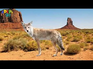 Drulli Tv Learn 2 Wild Animals
