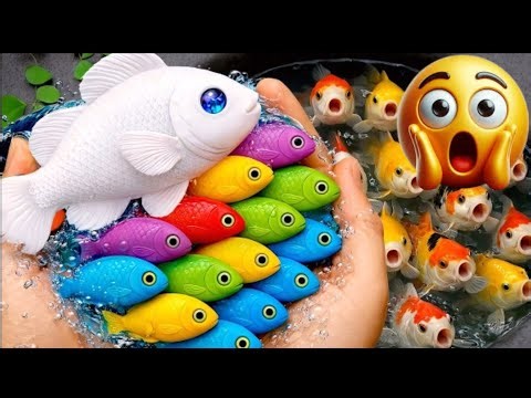 Catch ornamental fish, koi fish, guppy fish, molly fish, glowfish, colorful fish, ghost fish
