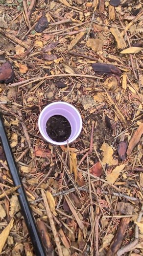 The Gophers Got Another Tomato Plant!