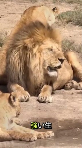 ライオンキング #wildlife #animals #捕食シーン #特有種 #lion #nature